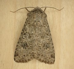 Anarta hamata