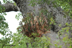 Platycerium alcicorne