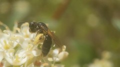 Andrena integra
