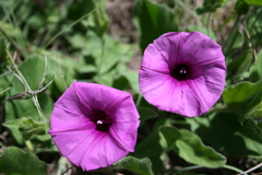 Ipomoea crassipes