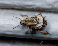 Pseudocneorhinus obesus