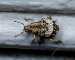 Pseudocneorhinus obesus