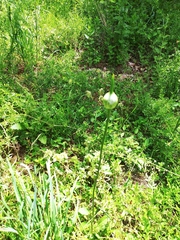 Allium