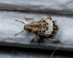 Pseudocneorhinus obesus