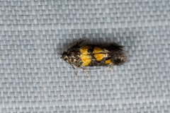 Chrysoesthia sexguttella