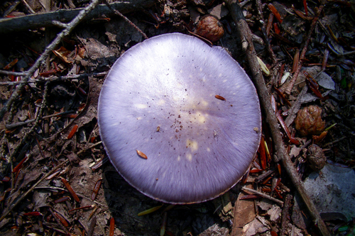 Viscid Violet Cort