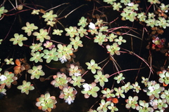 Lindernia conferta