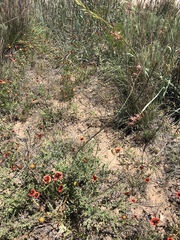 Oenothera cinerea cinerea