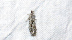 Gretchena delicatana