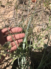 Oreocarya suffruticosa