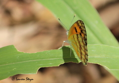Colotis vesta