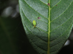 Alpaida variabilis