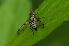 Otites