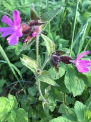 Silene dioica