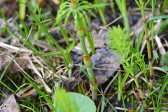 Equisetum sylvaticum image