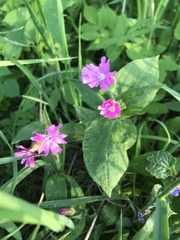 Silene dioica