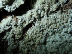 Pertusaria coccodes