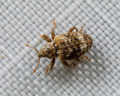 Conotrachelus recessus