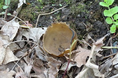 Helvella acetabulum