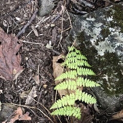Dennstaedtia punctilobula