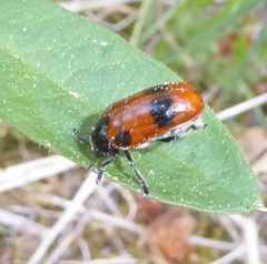Clytra