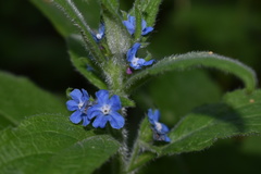 Pentaglottis sempervirens