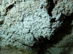 Pertusaria coccodes