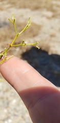 Chorizanthe brevicornu