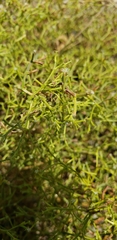 Chorizanthe brevicornu