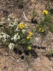 Hymenopappus flavescens