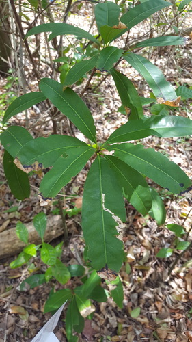 False mastic (Sideroxylon foetidissimum)