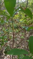 Sideroxylon foetidissimum