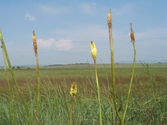 Kniphofia albescens