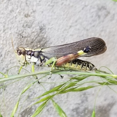 Dendrotettix quercus