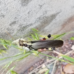 Dendrotettix quercus