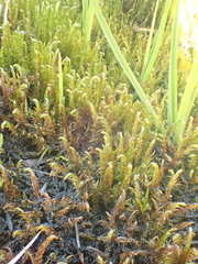 Sarmentypnum exannulatum