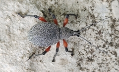 Otiorhynchus rhacusensis