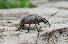 Otiorhynchus rhacusensis