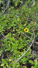 Helianthus debilis image