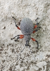 Otiorhynchus rhacusensis