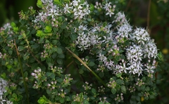 Agathosma venusta