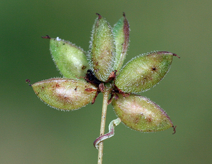 Desmanthus oligospermus