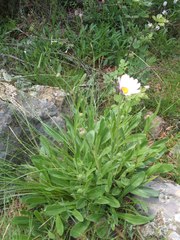 Callilepis laureola