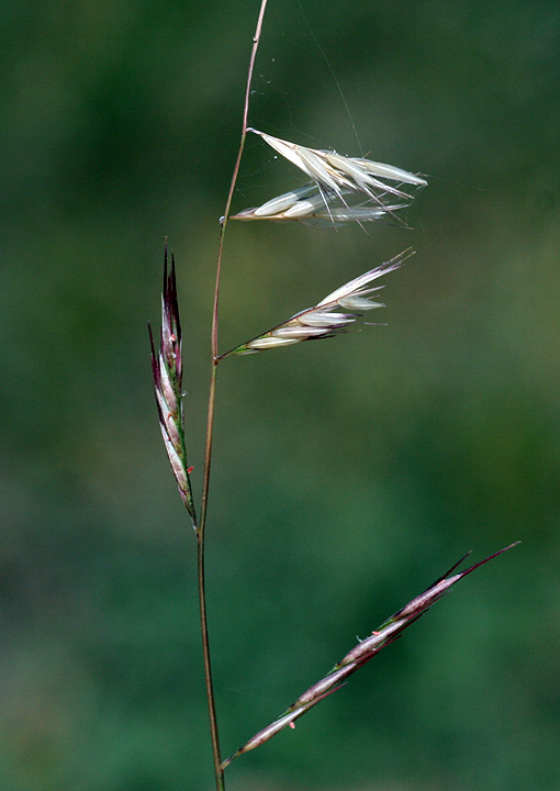 Bouteloua annua