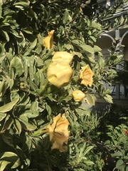 Solandra