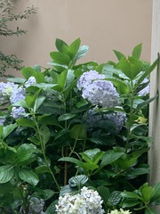 Hydrangea macrophylla