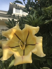 Solandra