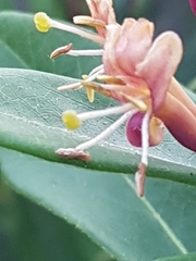 Magnoliopsida