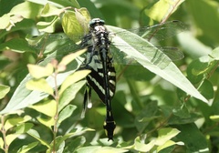 Gomphurus lineatifrons