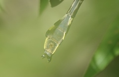 Gomphurus lineatifrons